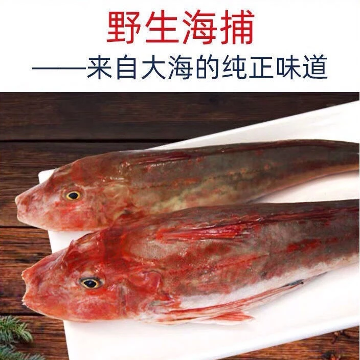 小齐推荐野生红头鱼5斤装山东日照顺丰包邮