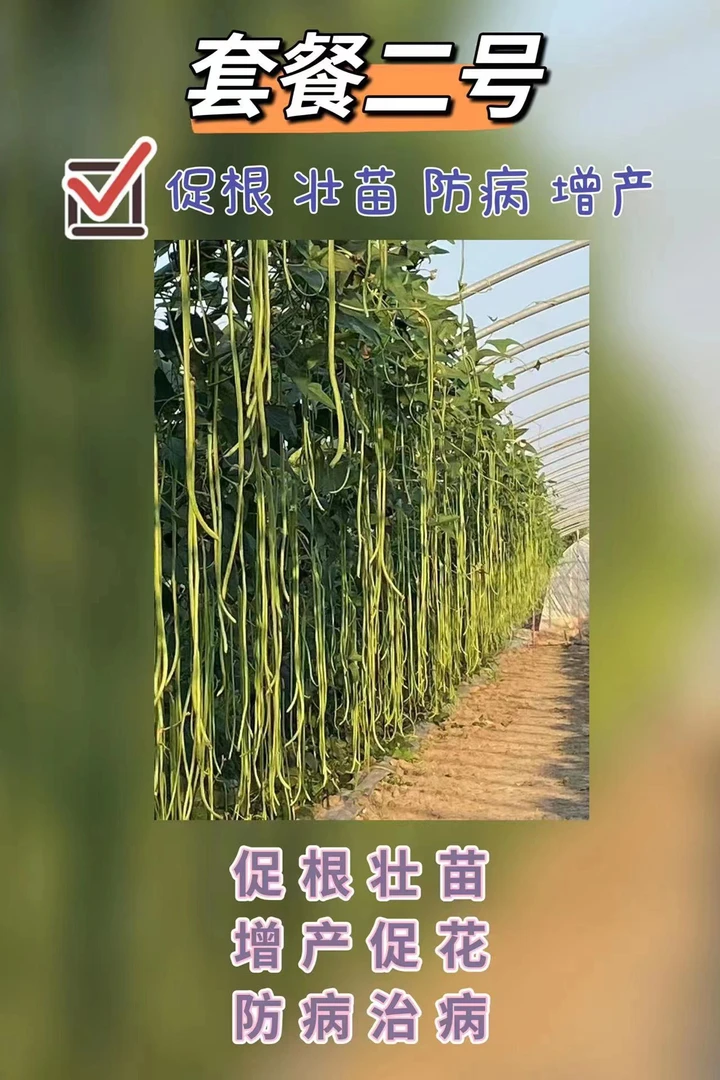 豆角高产套餐二号