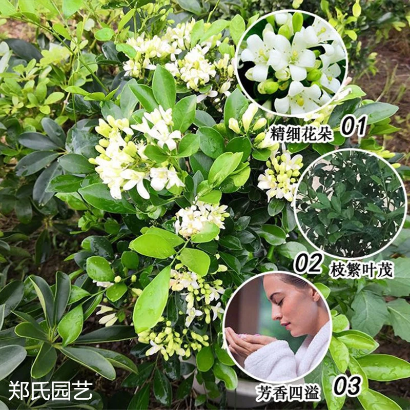 宏钦盛九里香盆栽花卉盆栽四季开花庭院植物清香怡人驱蚊花卉