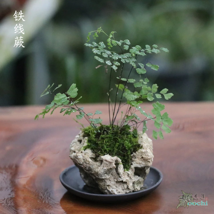 山野雅居 茶室茶席办公绿植铁线蕨吸水石成品盆栽吸甲醛净化空气