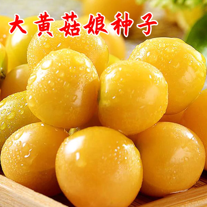 姑娘果大姑娘果种籽大全一年四季可种阳台盆栽