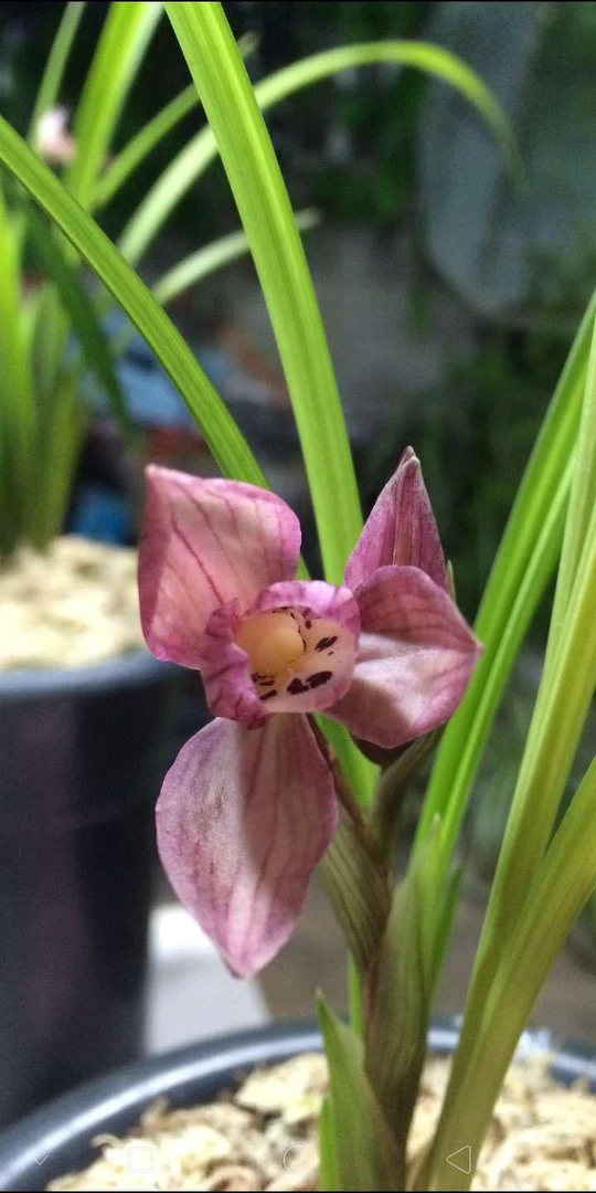 春剑红花荷瓣600一苗