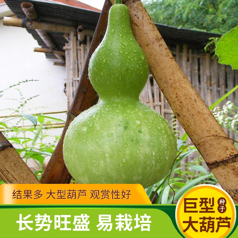 巨型大葫芦种子超大酒葫芦籽文玩观赏盆栽庭院春四季观赏爬藤易种