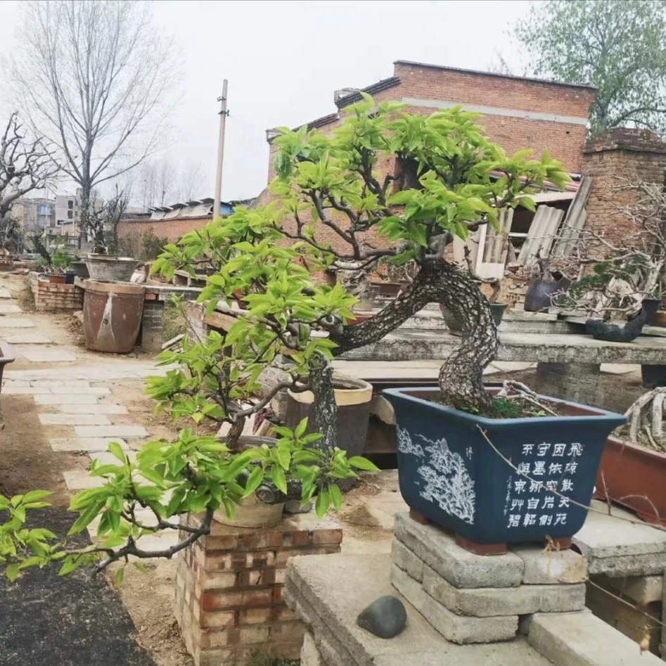 盆景素材  观赏盆景  本价格直播间有效