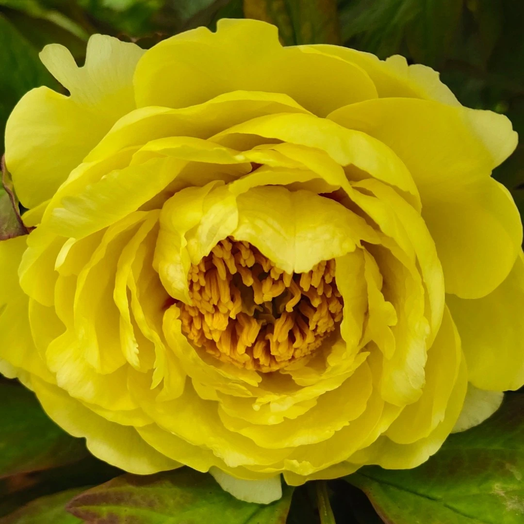 海黄 牡丹花苗 正宗洛阳观赏牡丹 洛阳牡丹基地直供