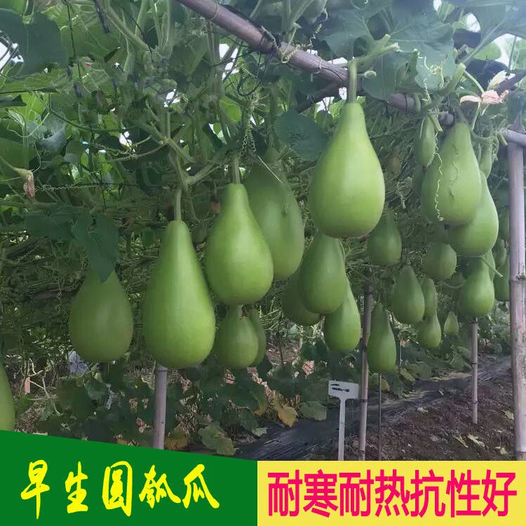 食用菜葫芦种子甜瓠子瓜种子可做瓢瓠瓜春夏播蔬菜家庭小院盆栽