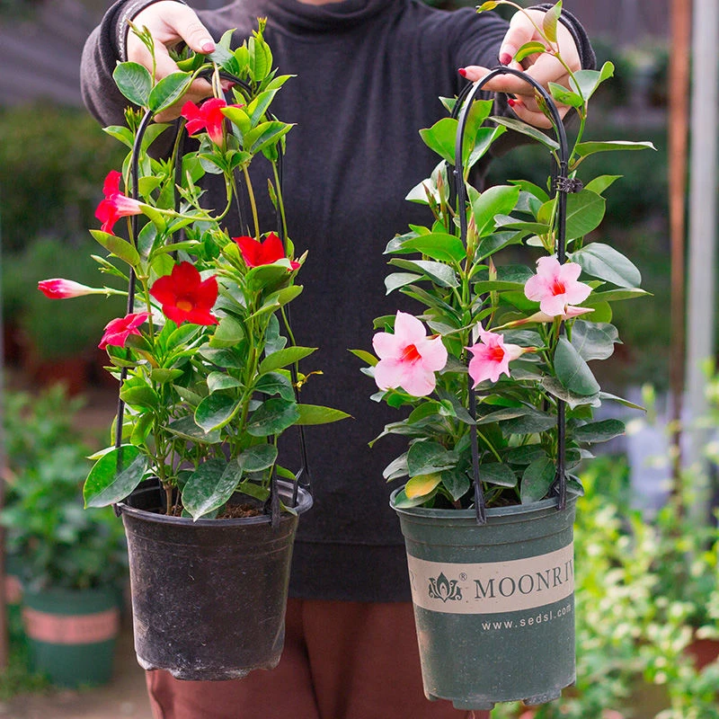 万里飘香藤花苗双喜藤四季开花卉攀爬藤绿植物盆栽室内阳台带花苞