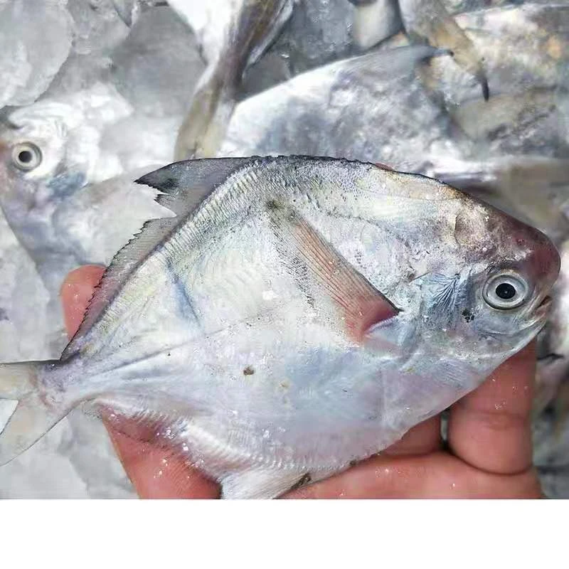 连云港海捕 鲳鱼500g/包