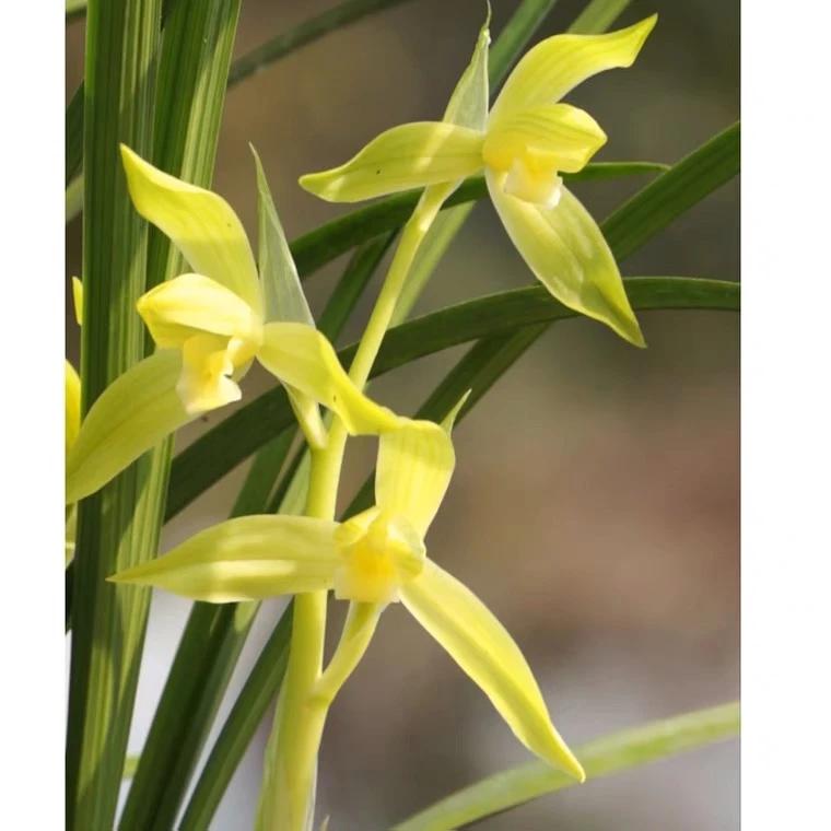 春剑西蜀道光原生种素心兰花兰草浓香五朵金花带花苞鲜花绿