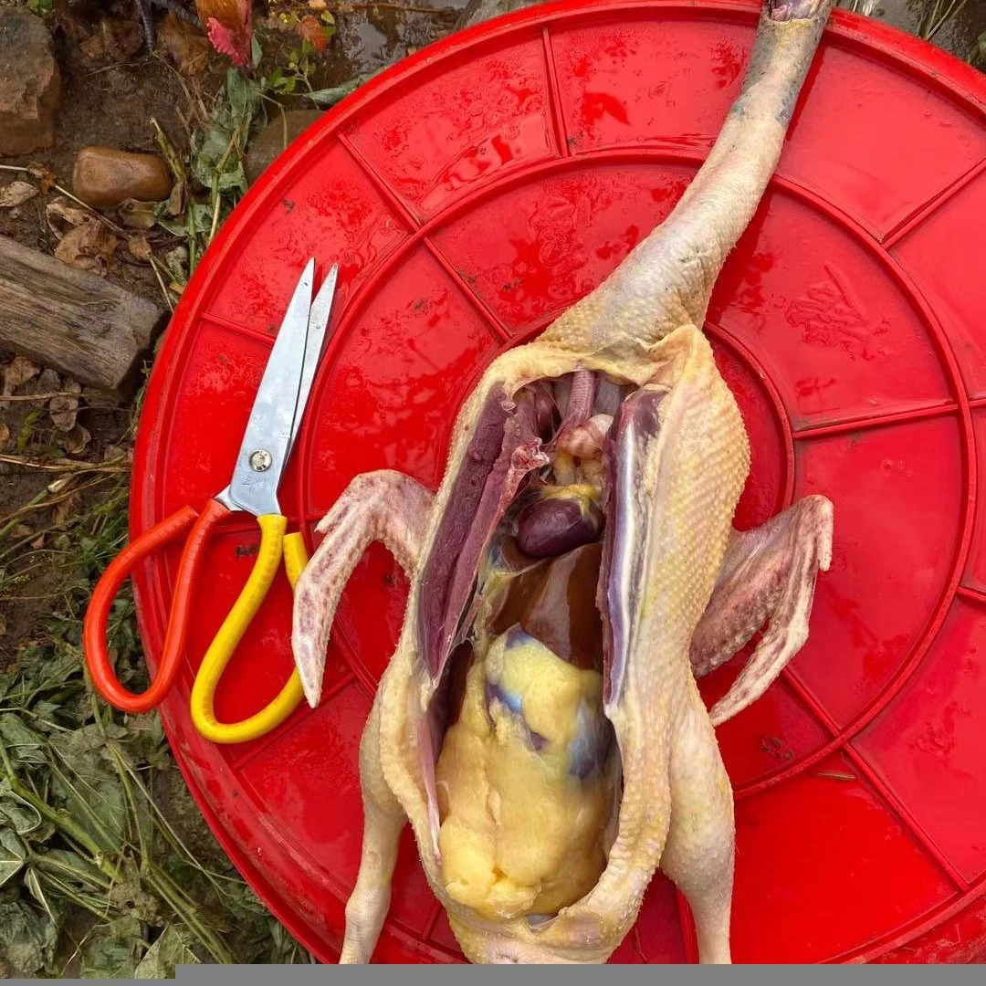 [精养稻田鸭]顺丰包邮假一罚三纯粮食散养鸭子田间土鸭