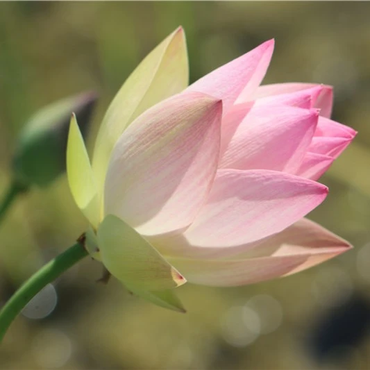 小【三色】莲痴瓦力 丰花观赏盆栽荷花小型碗莲种藕