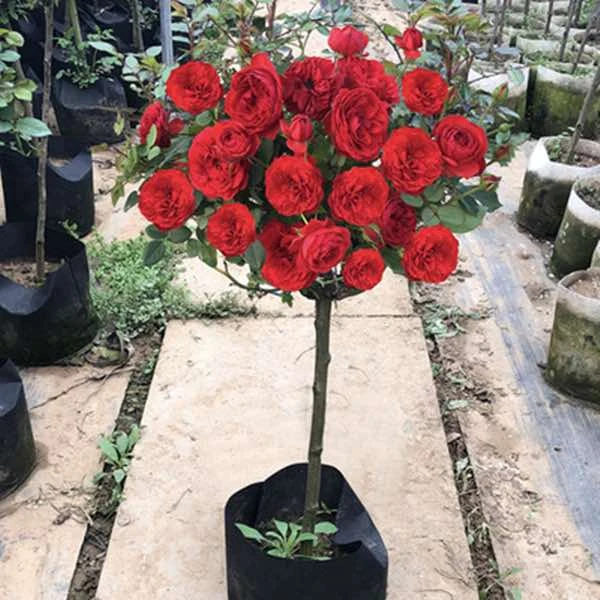 树状月季红苹果四季大花老桩盆栽月季树桩特大花棒棒糖盆栽月季树