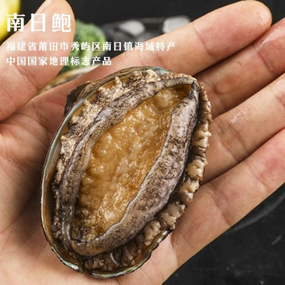 海和惠鲜活鲍鱼8头规格24粒装 顺丰包邮