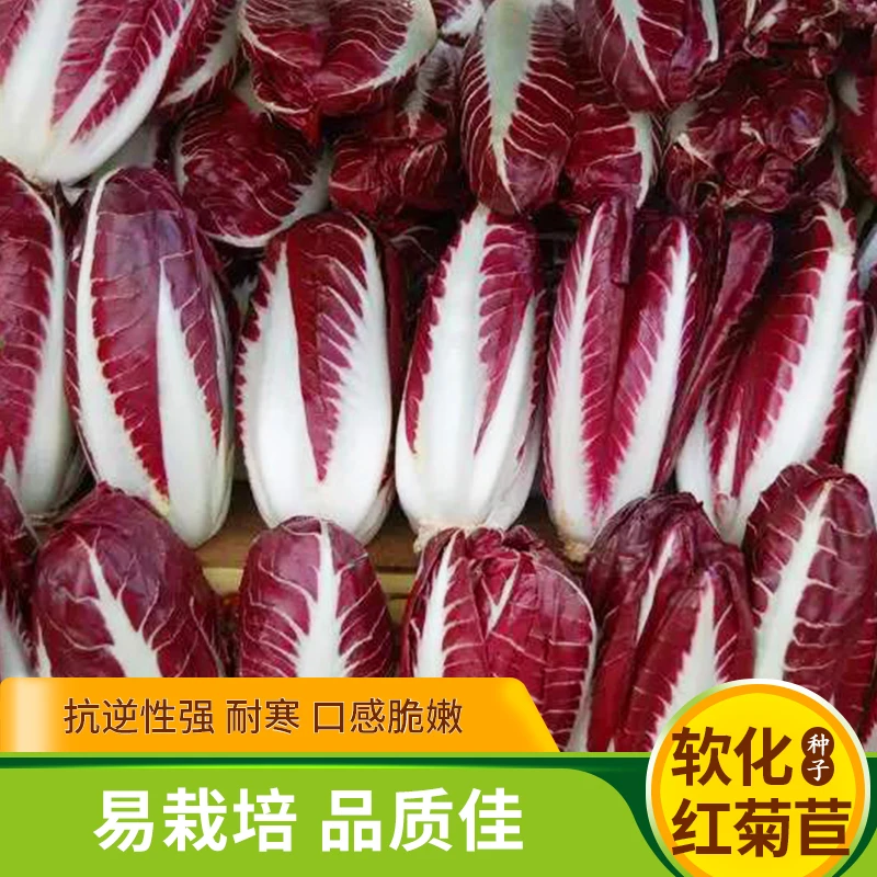 紫玉兰菜种子软化红菊苣菜籽红芽球水培阳台盆栽夏冬四季蔬菜种子