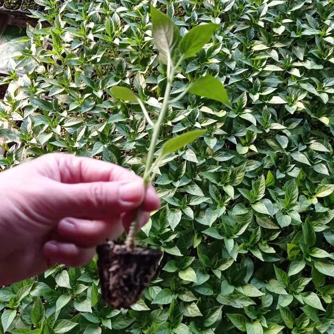 辣椒苗子包邮 尖椒苗圆椒苗线椒苗辣椒种子5棵送1棵