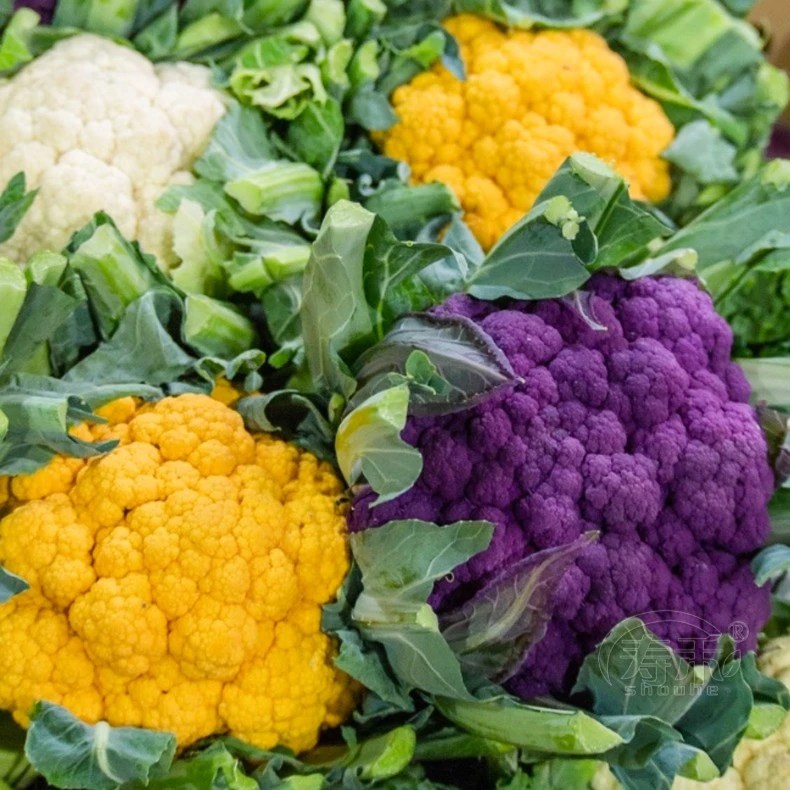 宝塔菜紫菜花黄菜花种子各种颜色花椰菜脆甜食用绿色黄色白花菜