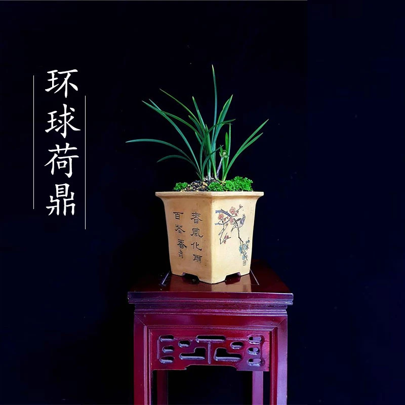 春兰老种 环球荷鼎（10月—2月带花苞） 荷瓣名品矮种室内绿植