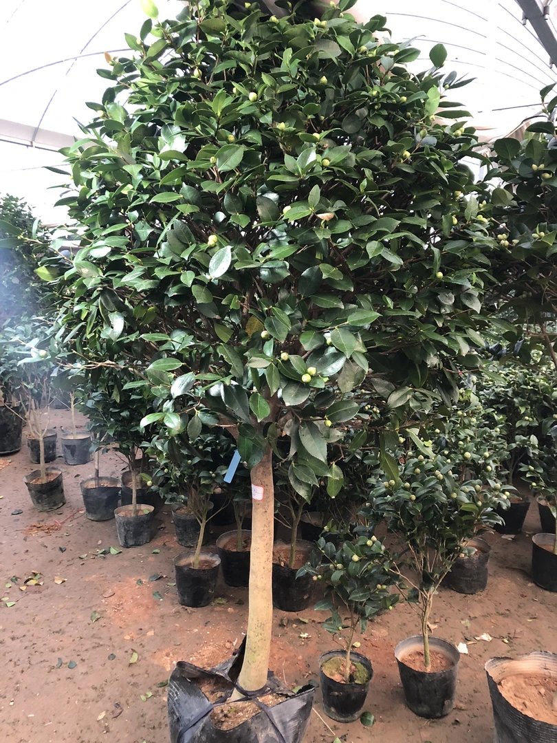精品茶花树庭院香妃茶花红赤丹
