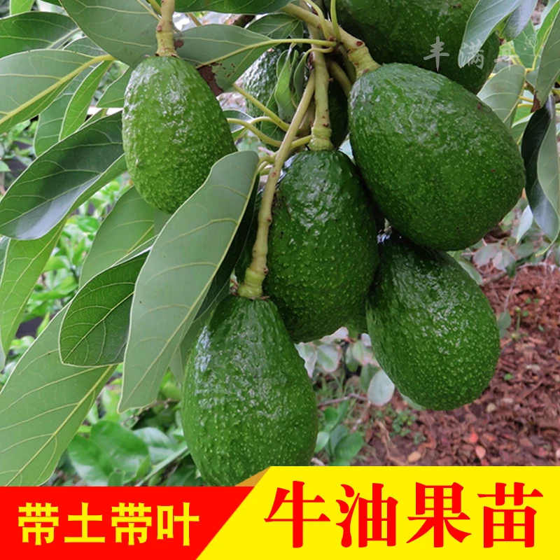 牛油果苗 鳄梨哈斯盆栽地栽种植牛油果嫁接树苗盆栽地栽庭院种植