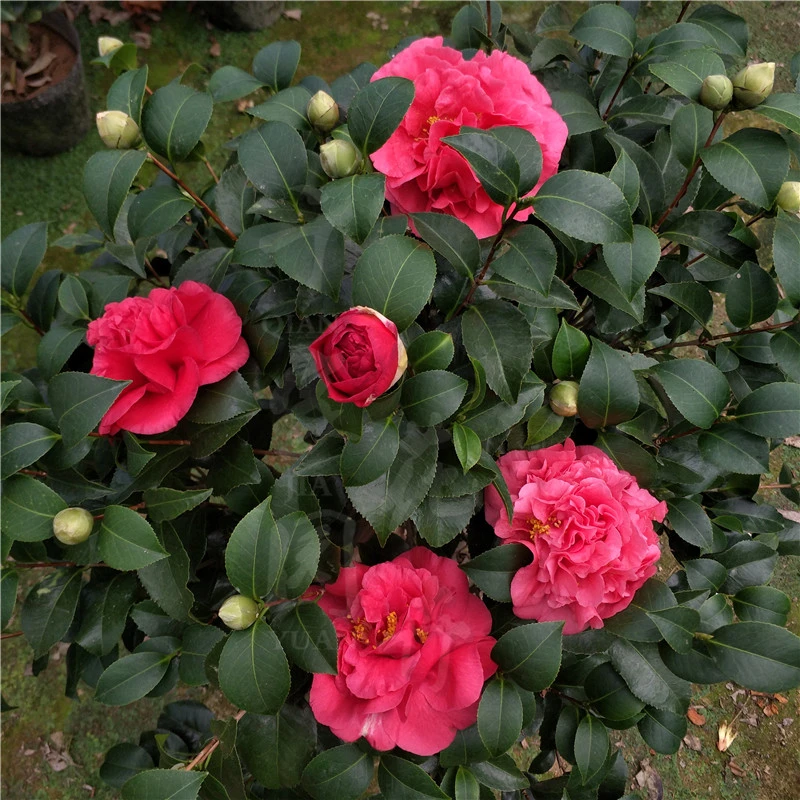 【克瑞墨】红色带香味大牡丹茶花树盆栽巨型山茶花四季绿植物花卉