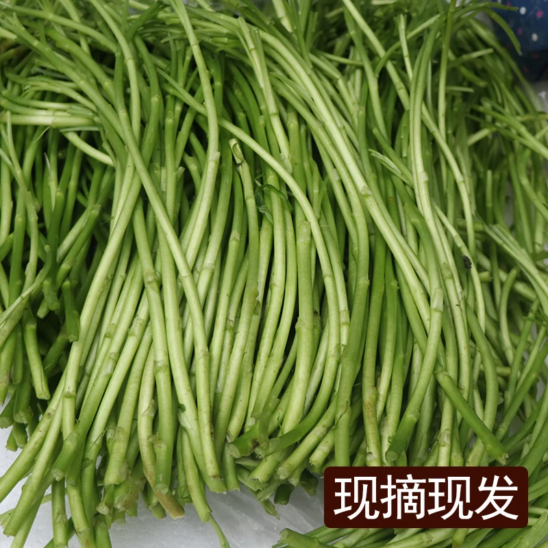 湖北洪湖新鲜泥蒿现摘去叶净菜3斤食用