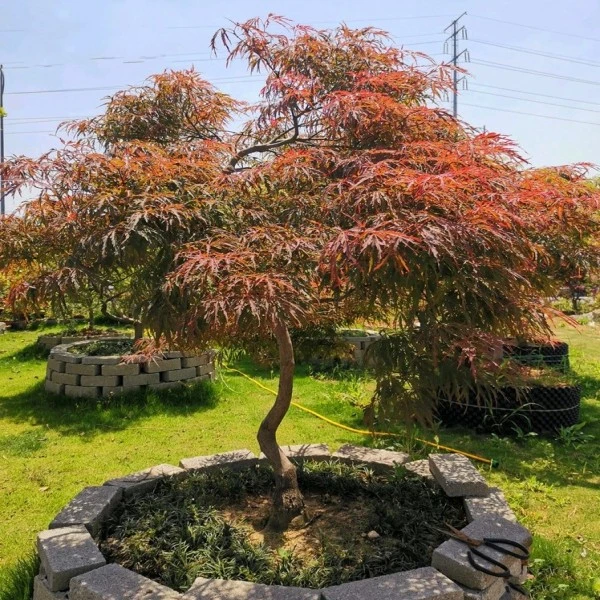 红羽毛枫树苗垂枝海棠盆景日本红枫别墅绿化风景树庭院耐寒苗木