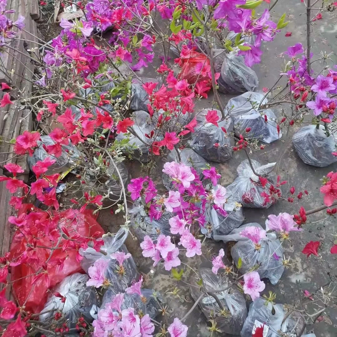 映山红,适合庭院栽种。耐寒。一个月内养死补发