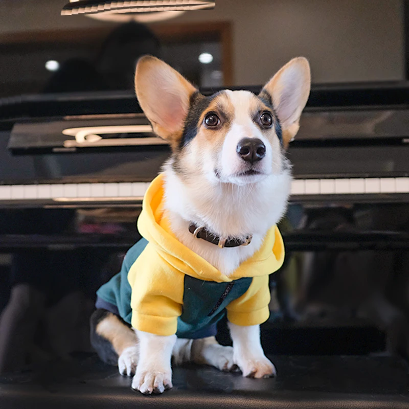 柯基犬狗狗衣服春秋薄款狗狗小型犬春季防掉毛宠物秋冬装潮流卫衣