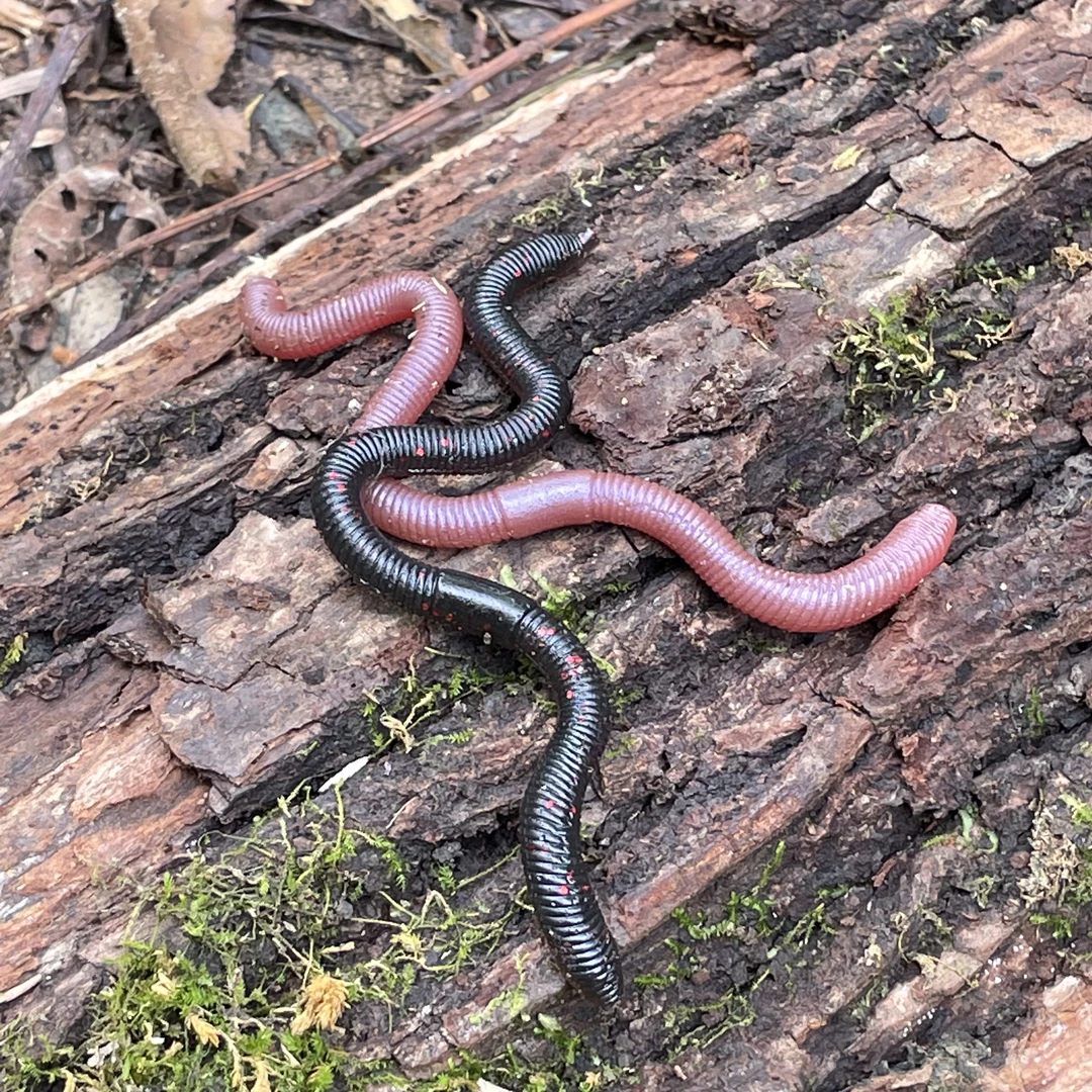 鲈鱼软饵仿真蚯蚓M形倒钓铅头钩钓组面条虫强适口性野钓黑坑利器