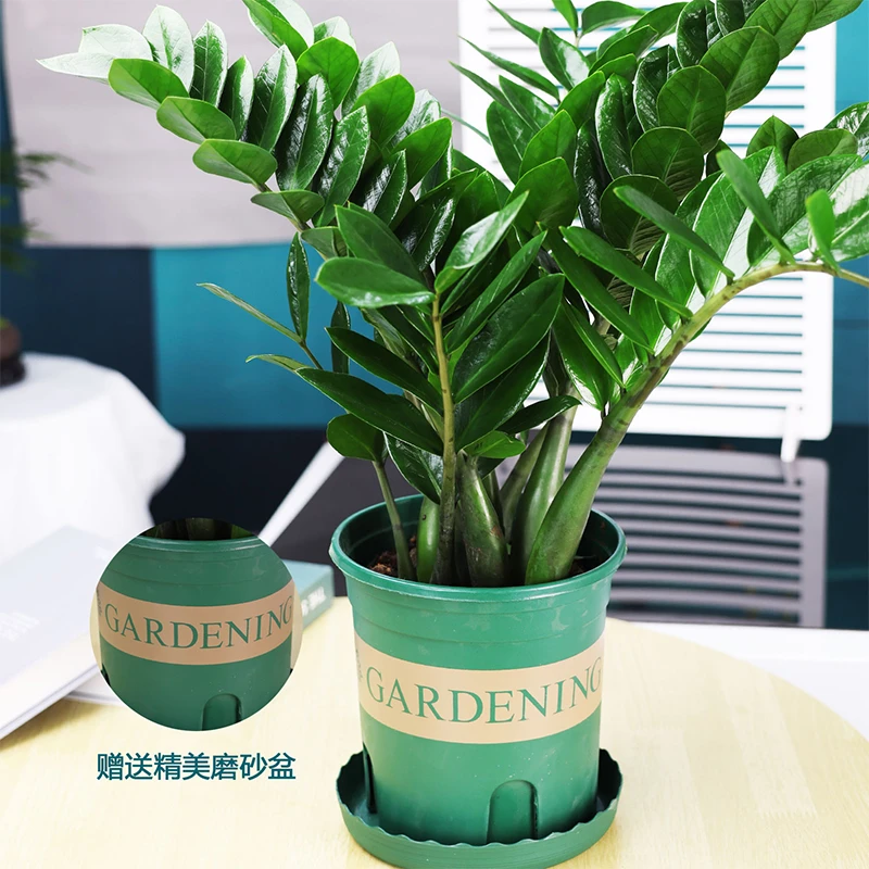 【四季好养】金钱树盆栽植物室内钱串子客厅绿植花卉四季常青美观