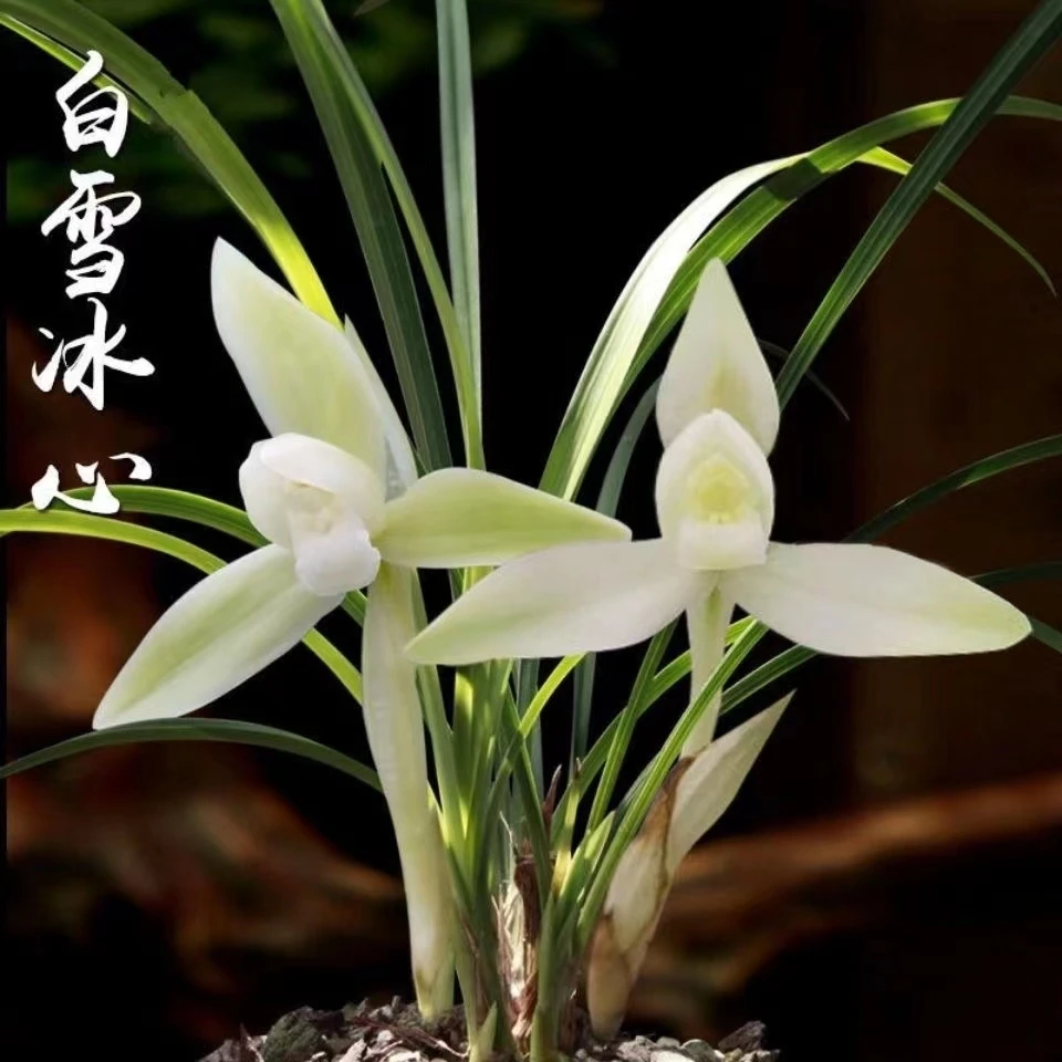 翁源兰花春兰白雪冰心阳台办公室室内花卉盆栽绿植