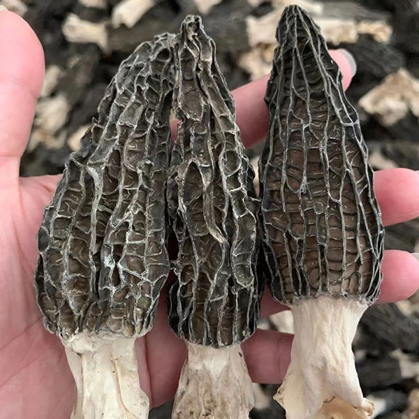 福建羊肚菌煮汤蒸肉散装产地食用农产品新鲜美味佳品羊肚菌干货