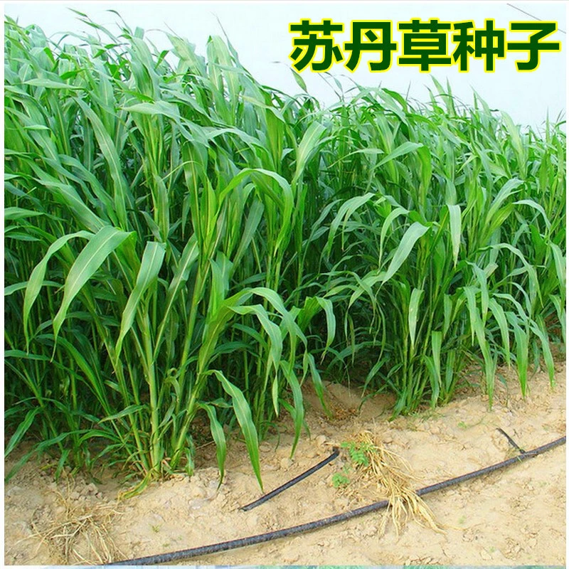 苏丹草草籽高丹草种四季牧草种子养殖再生草鱼吃的草种籽畜牧牛羊