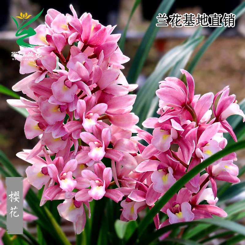 兰花苗 【浪漫樱花】 清香型大花蕙兰室内花卉绿植盆栽春节前后开花