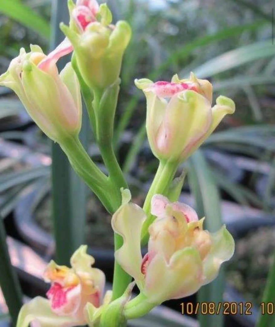 建兰彩云追月（老种包菜）品种终身保证