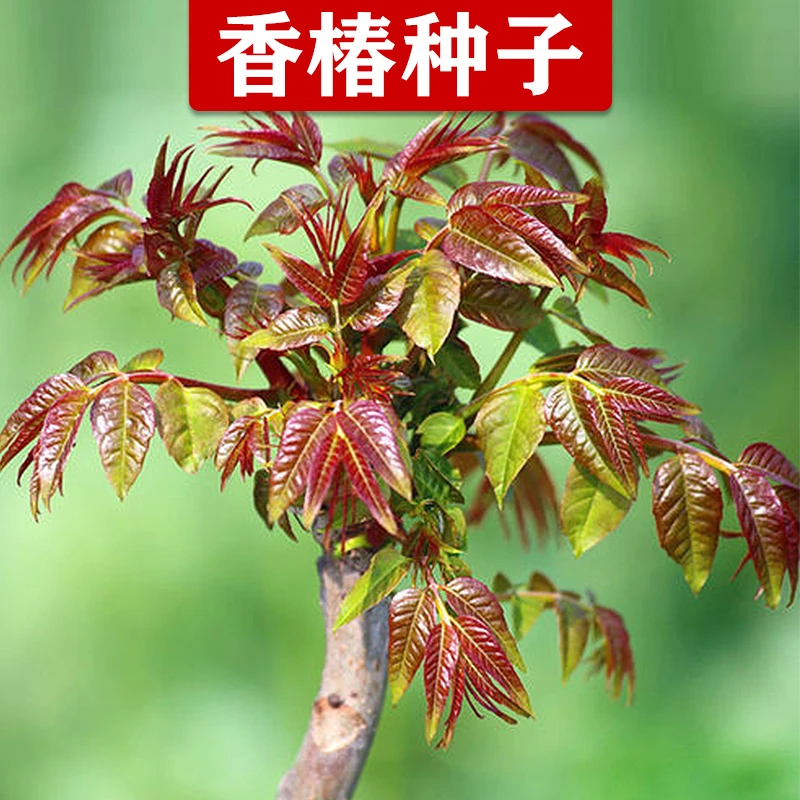 蔬菜种籽 红油香椿种子 阳台种菜 四季速生香椿种籽 香椿芽种籽