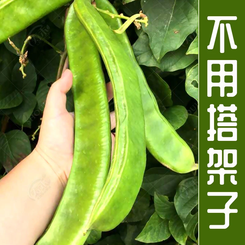 刀豆种子特长阳台四季蔬菜农家无架豆