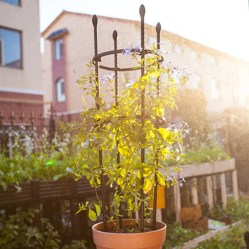 月季爬藤架带花盆加厚塑料种植盆铁线莲绿萝铁艺组装园艺花架