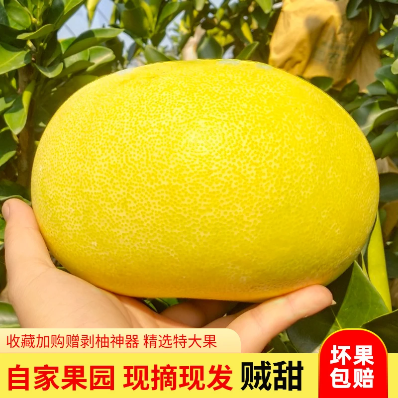 浙江台州玉环文旦柚子新鲜水果农家特产生鲜白肉蜜柚5斤精品果