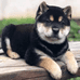 欢喜田园犬舍