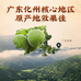 满橘堂化州橘红