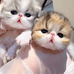 棍哥宠物猫