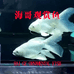 海哥观赏鱼