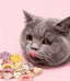 三只猫宠物零食