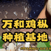 万和鸡枞种植园