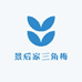 景后家三角梅