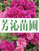芳沁三角梅