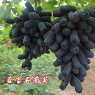 春耕牛唯优果树苗木专卖店