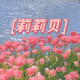 葡啾啾女装工作室
