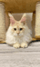 古城缅因猫